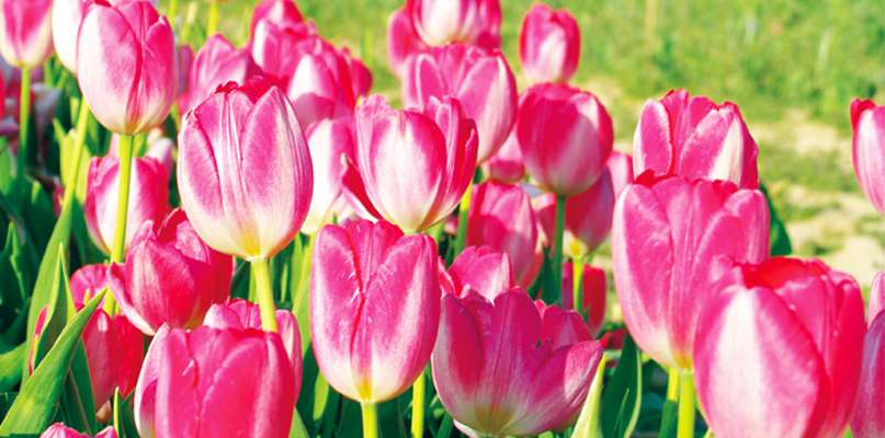 tulipes tulipes