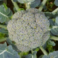 Cueillette de Beaurains Brocoli