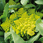 Cueillette de Beaurains Chou romanesco