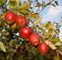 Cueillette de Beaurains Braeburn