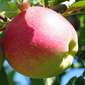 Cueillette de Beaurains Elstar