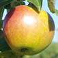 Cueillette de Beaurains Rubinette